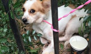 深圳狗狗免费领养 深圳狗狗免费领养